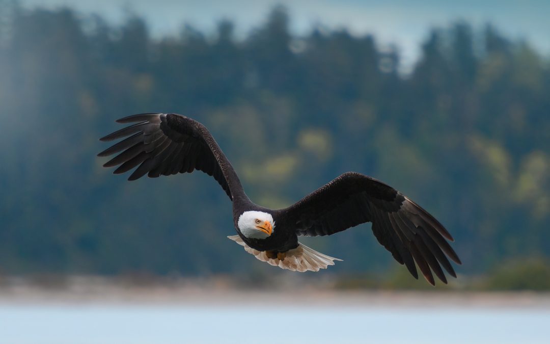 Eagle was published with Piano and Nature label